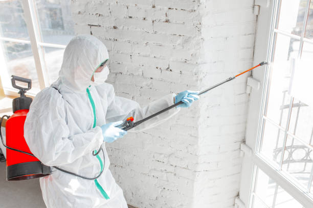 Reliable Little Falls, NY Mold Removal Solutions